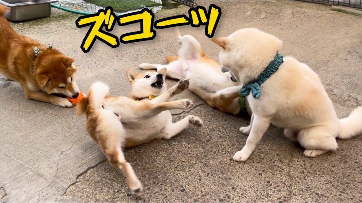コケ方が新喜劇みたいな柴犬姉弟がウケるw