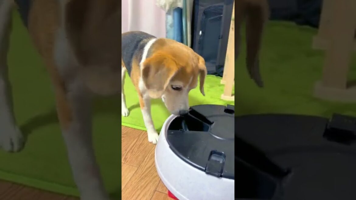 【ビーグル】13歳、シニア犬の食べっぷり！【Beagle Dog】
