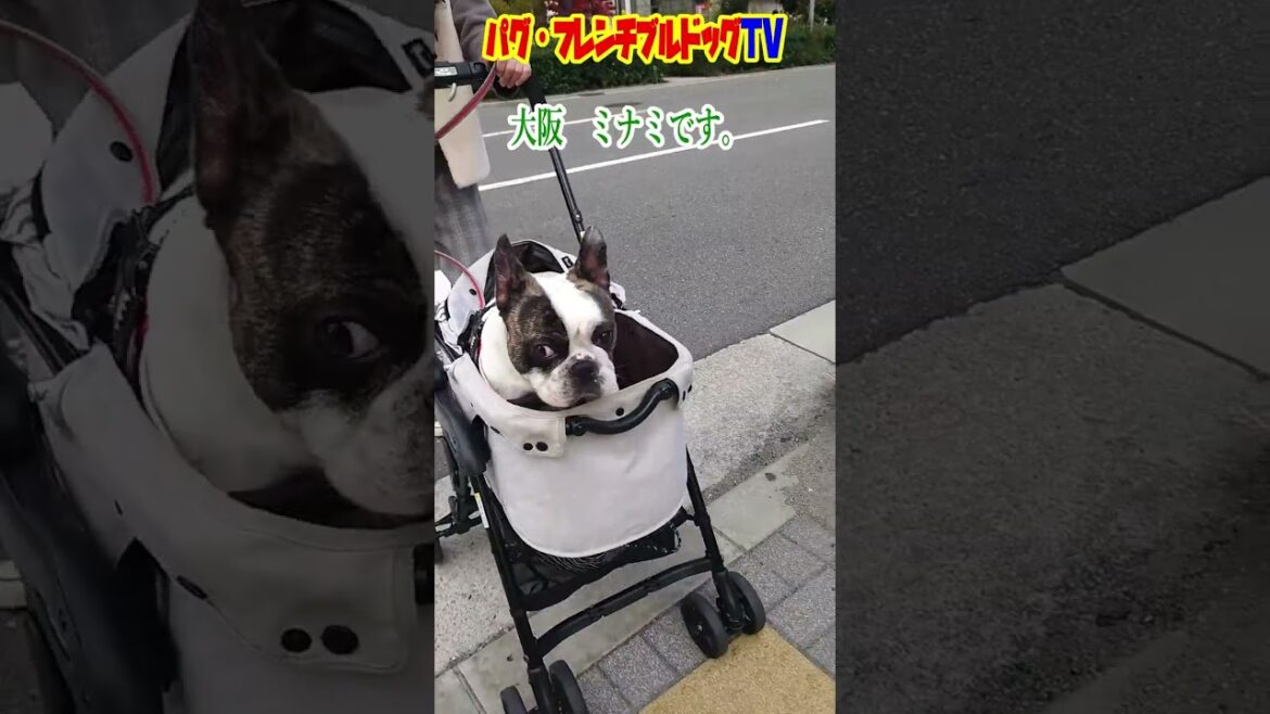 カートに乗ってご機嫌な愛犬フレンチブルドッグ　『ぶーちゃん日記』
