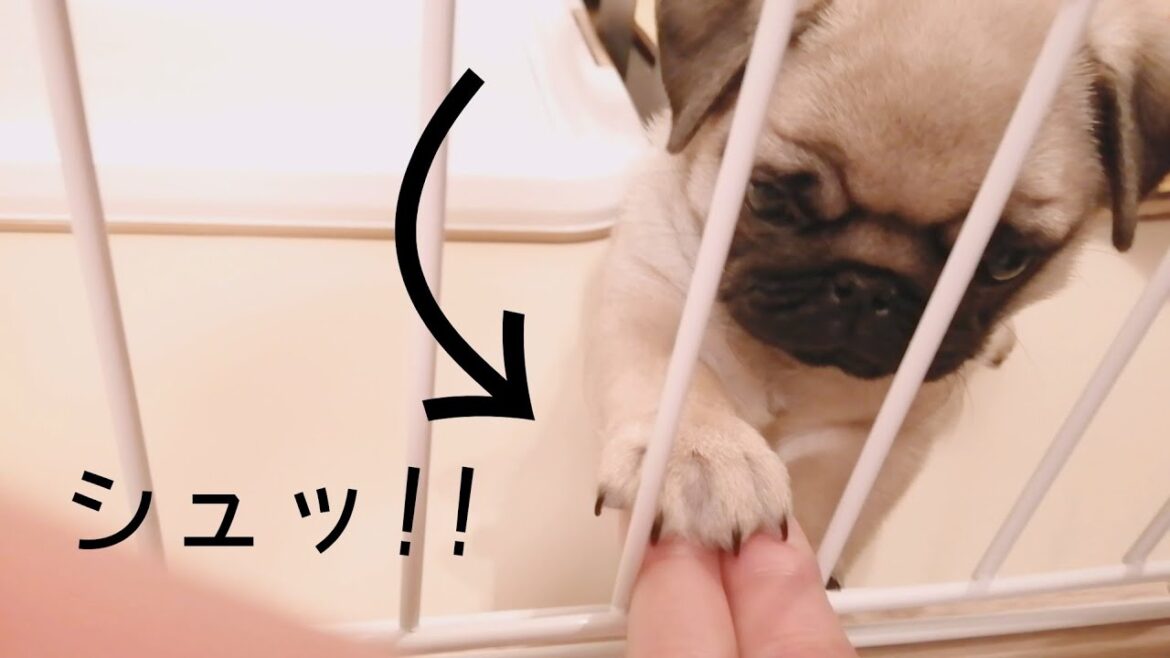 うそみたいにカワイイ"お手"をする赤ちゃんパグ [퍼그pug子犬]