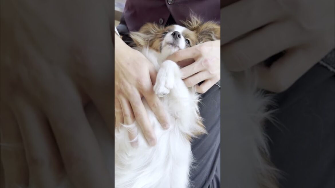 ナデナデにぺろぺろで答える仰向けパピヨンさん
