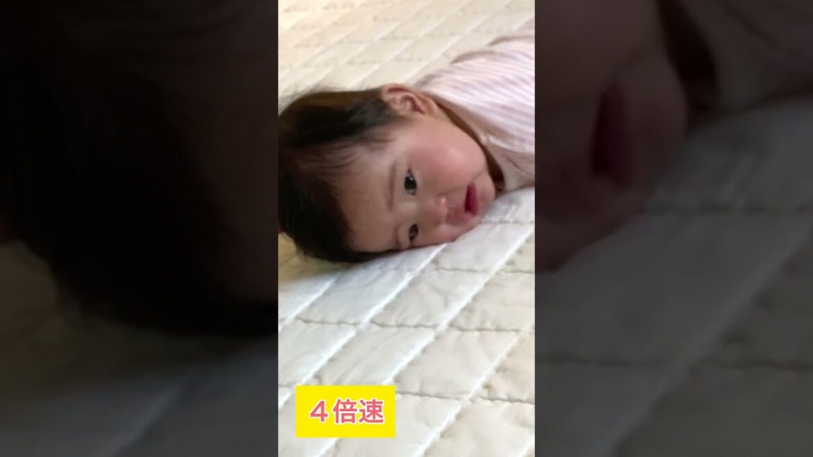 赤ちゃんが柴犬(兄)の側に行きたい！でも最後には・・　#shorts
