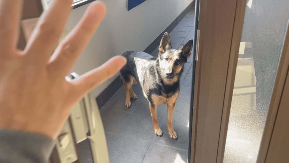 パパとママが出かけて、ママだけ先に帰って来た時の愛犬の反応が可愛すぎるｗ【ジャーマンシェパード】