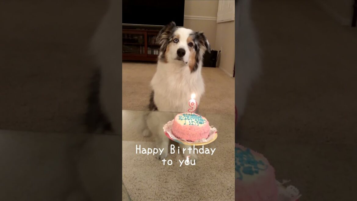 9歳 お誕生日おめでとう【Australian Shepherd】オーストラリアンシェパード | #Shorts