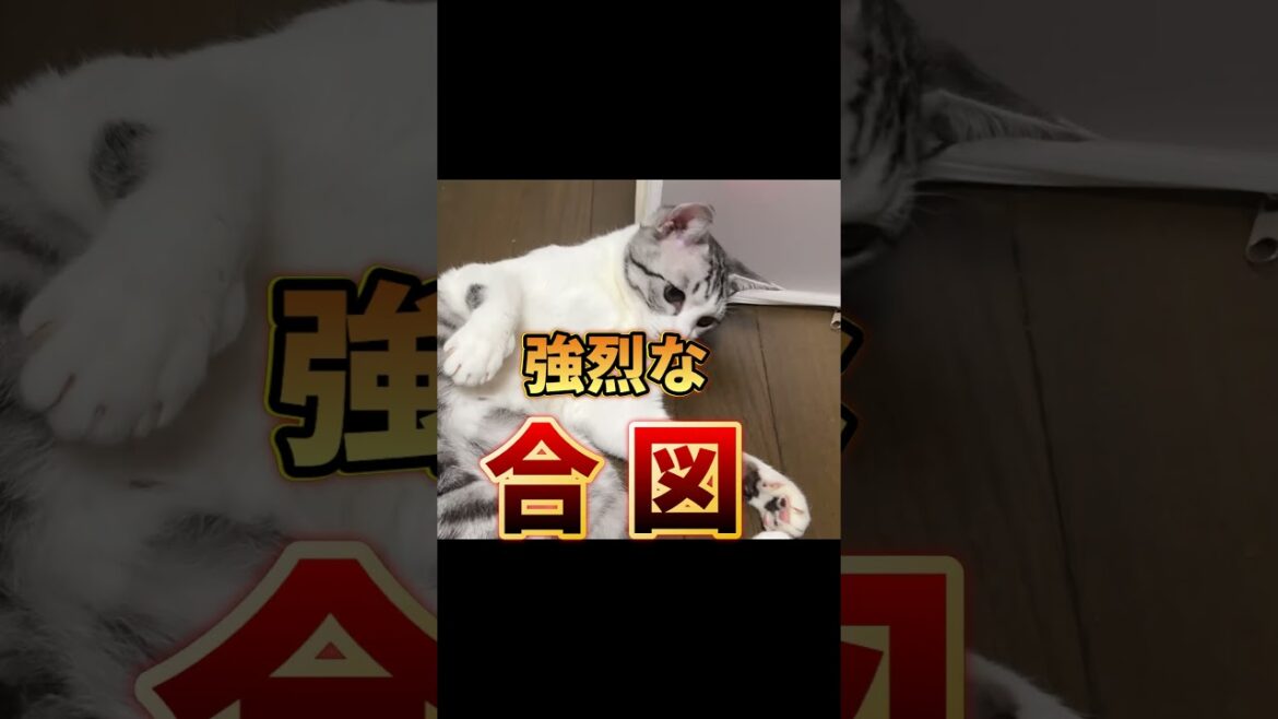 猫さまは伝説のボクサー!?ネズミおもちゃに猫パンチ