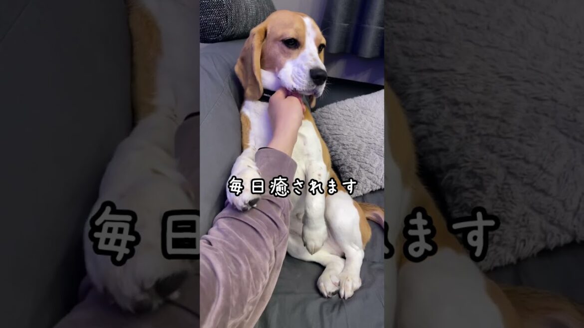 撫でてアピールが可愛すぎるビーグル犬　#shorts