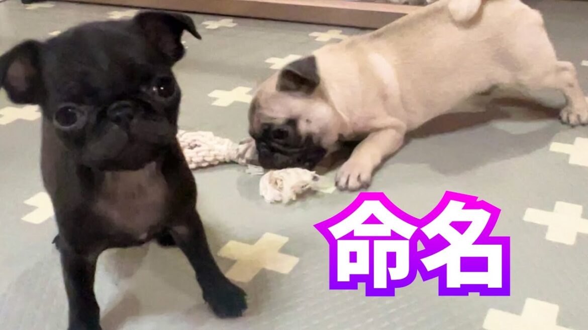 【120gで生まれたパグ】初日の夜からいきなり兄ちゃんパグに向かっていきました_pug