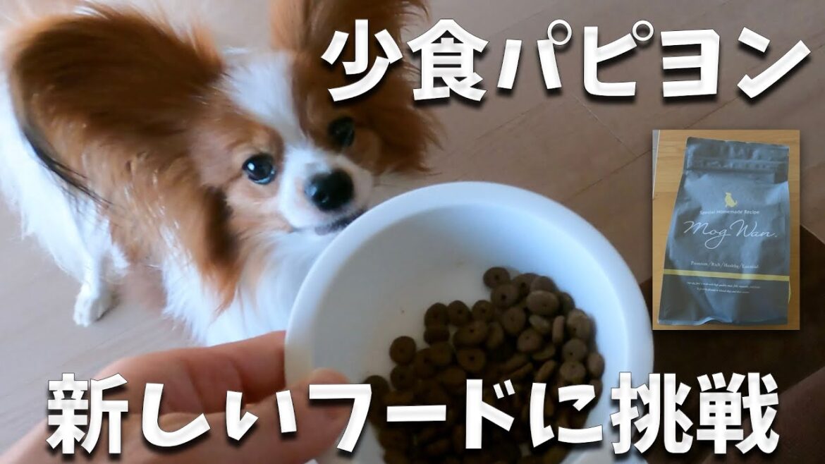 うちの少食パピヨンはネットで評価の高いモグワンを喜んで食べてくれるのか？初日はまさかの完食！喜ぶ飼い主。なのに翌日は・・・。#papillon #パピヨン #ドッグフード