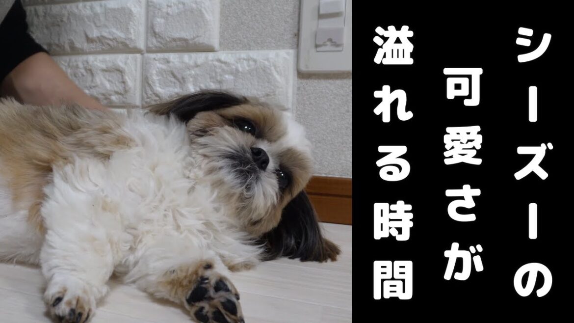 【シーズー犬の愛らしさと可愛さが詰まった動画がこちら】これを見たらあなたもきっとシーズーを飼いたくなる【犬Vlog】