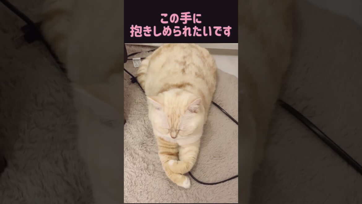 【スコティッシュフォールド】レモンちゃんの手が可愛すぎる