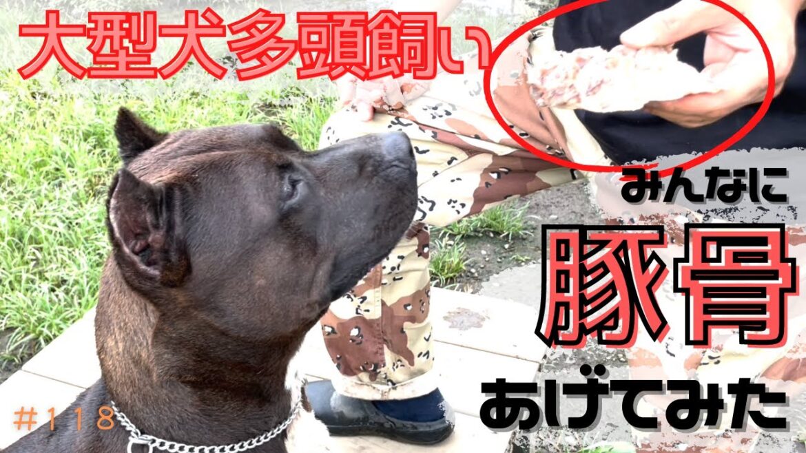 【大型犬多頭飼い】豚骨あげてみたら、ボクサーがヤバかった！！