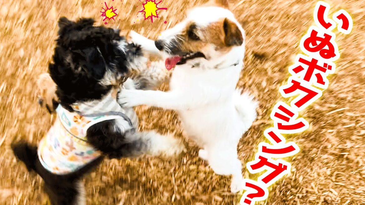 【ドッグラン】ジャックラッセルテリアと大きなお友達！