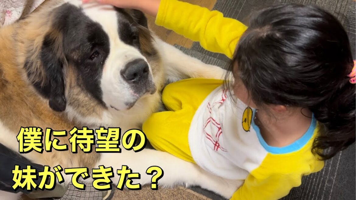 妹ができた？ココちゃん大好き、ららちゃんの凄すぎる反応