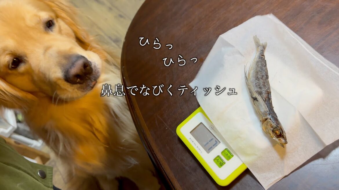 煮干し大好きな愛犬に、普段の１７倍のトビウオをあげてみた