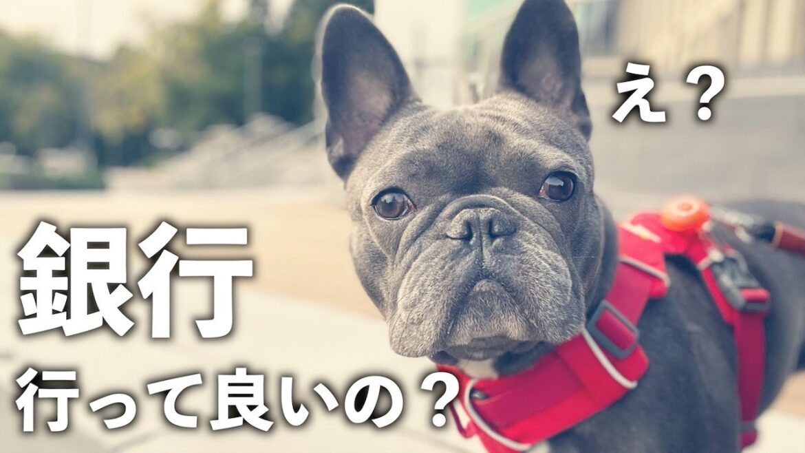 本屋、服屋、銀行。犬が行くとどんな感じ？【実体験談】