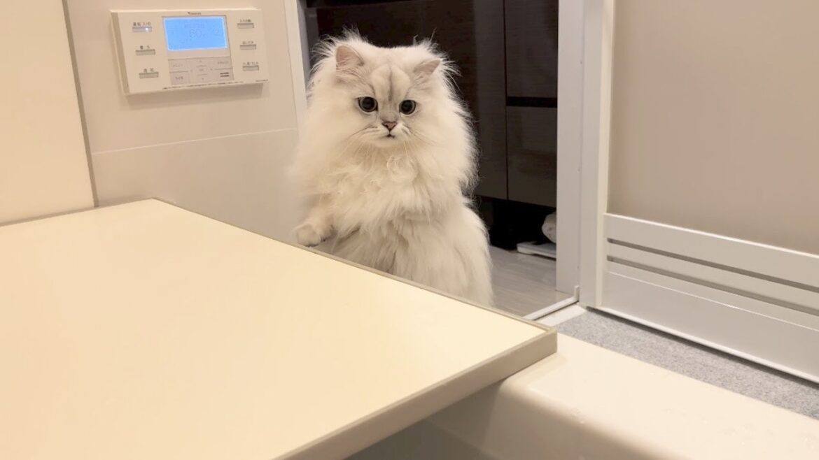 寂しくてお風呂までついてきちゃった猫