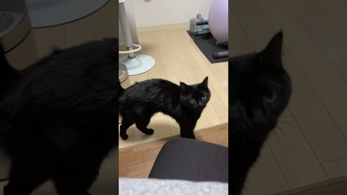 猫にたくさんの愛情を注ぐと、こうなります…