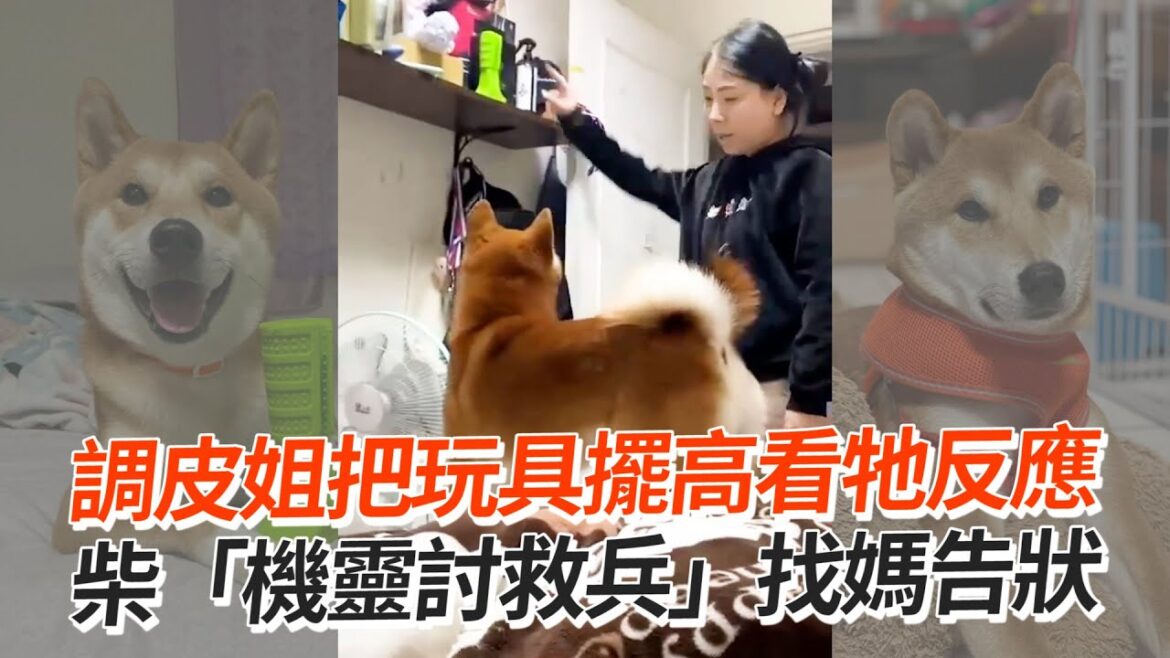 姐把玩具擺高看柴犬反應😜 機靈柴秒找媽告狀求救XD｜寵物動物｜柴柴｜精選影片