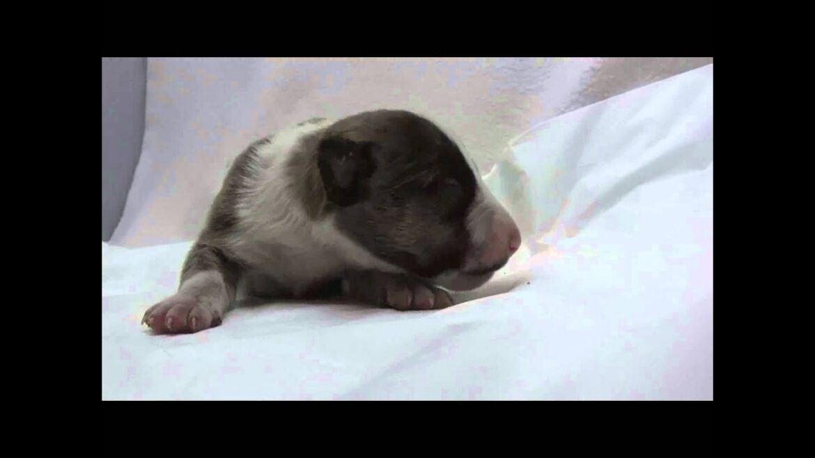 ミニチュアブルテリアの子犬07