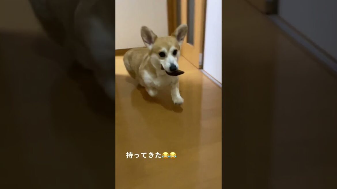 【コーギー】 言葉通じすぎている😂#くきたん #コーギー #犬 #shorts