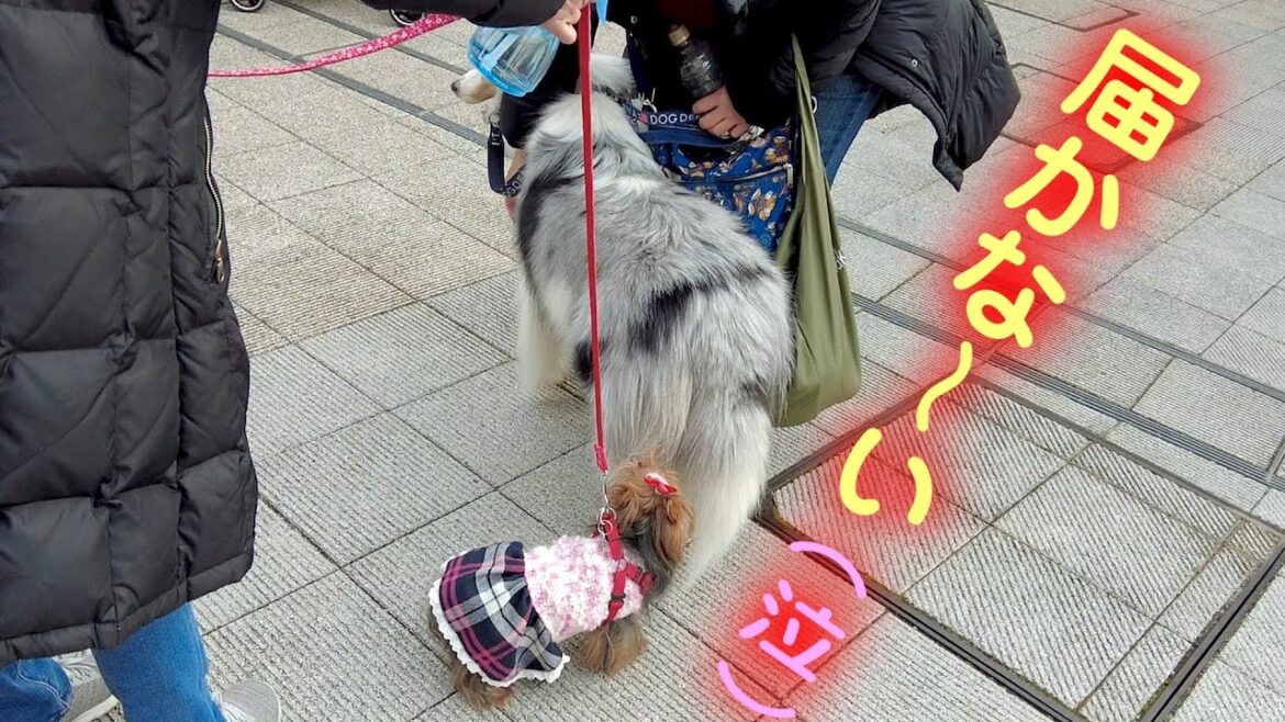 【ヨークシャーテリアのラン】大型犬がいっぱいいました! 【ヨークシャーテリアのラン】大型犬がいっぱいいました!