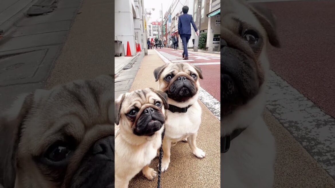 [パグ]顔 近い💦 🐶ﾍﾍﾍ♪ (approaching dog) #shorts
