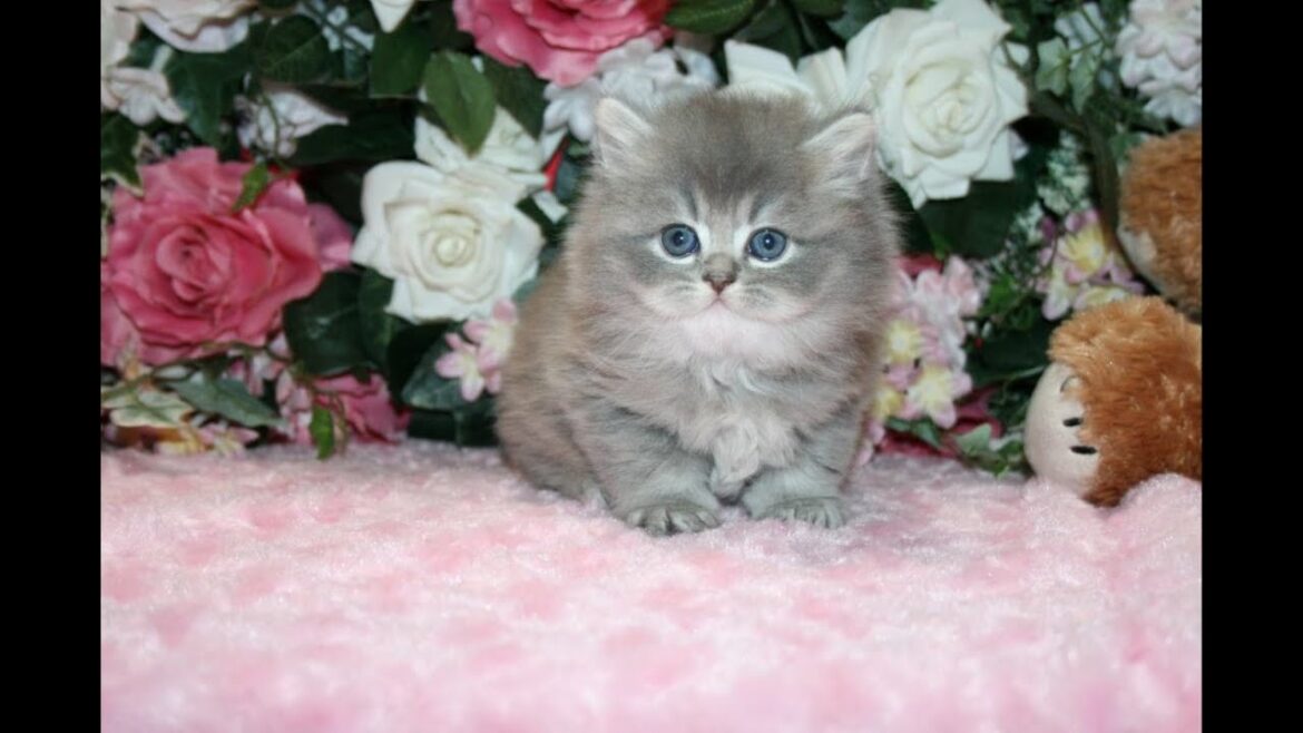 ブリティッシュロングヘアー　ブルーシルバー　女の子