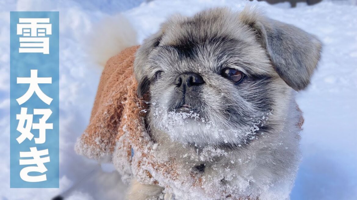 【ペキニーズ】雪が好きすぎる愛犬のお散歩まとめました｜あんみつ隊長｜Pekinese dog｜Walking a dog that loves snow