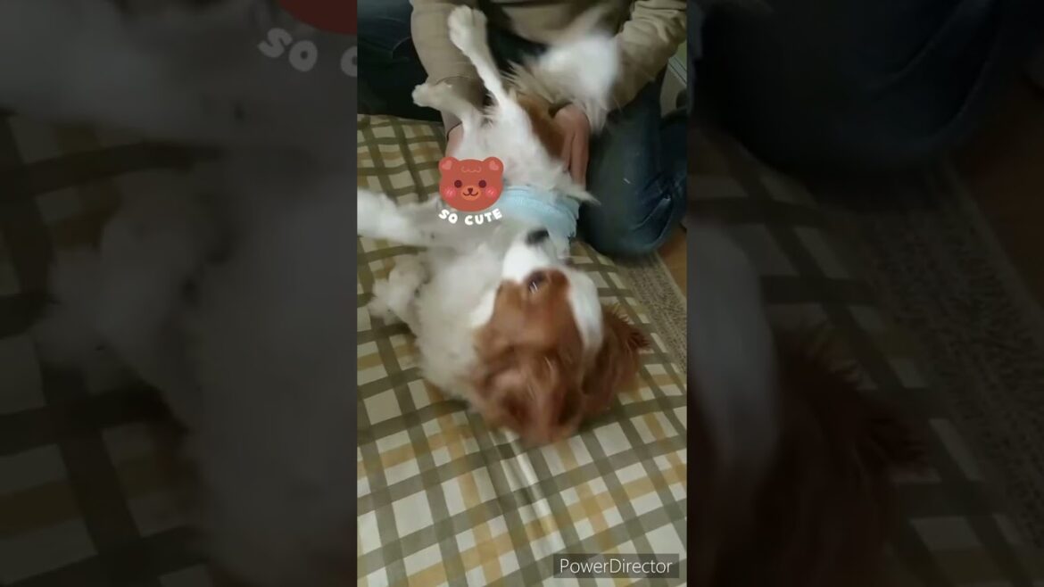 キャバリアのりゅうちゃん、こちょこちょされて悶絶