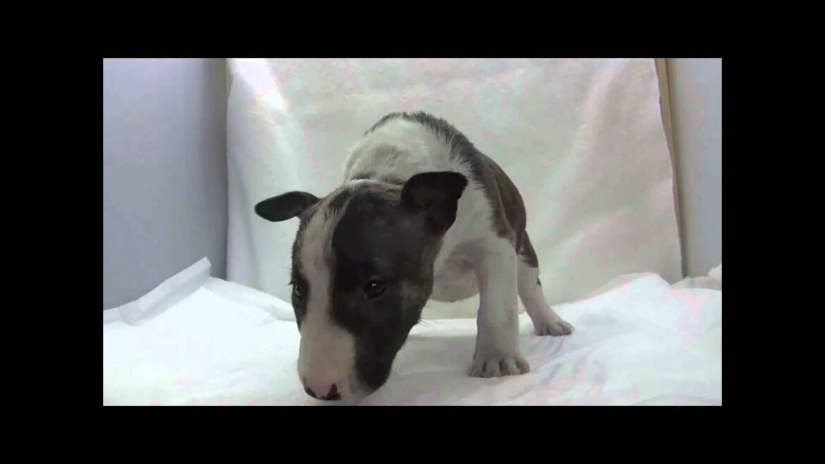 ミニチュアブルテリアの子犬12