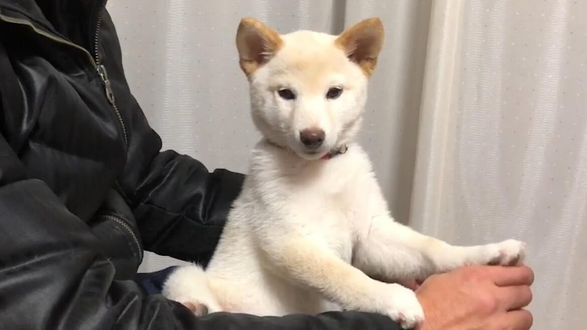 生後50日過ぎの柴犬の子犬がパパの愛情で甘える息子になる！