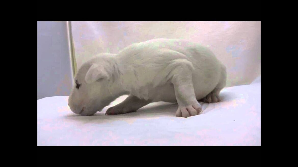 ミニチュアブルテリアの子犬03