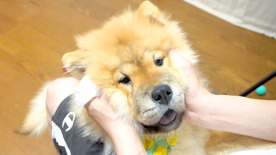 シャンプーにもブラッシングにも動じないチャウチャウ犬の耳掃除をしてみたら…