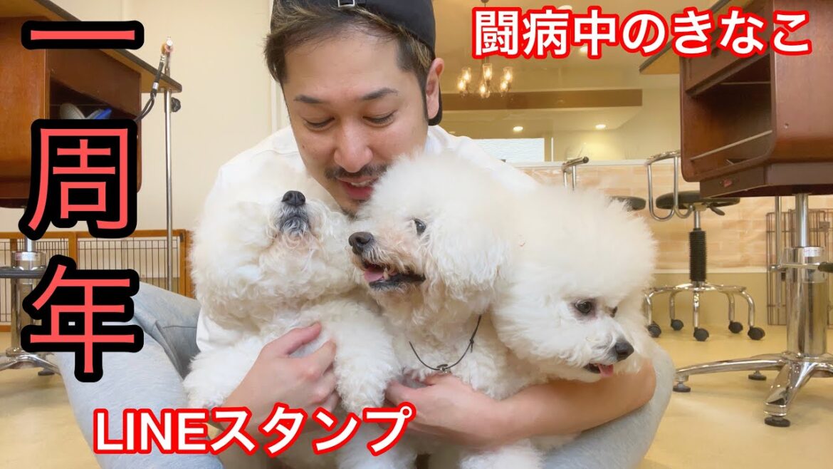 １周年記念のLINEスタンプ✨闘病中のきなこの様子です〜ビションフリーゼ三姉妹最強説〜
