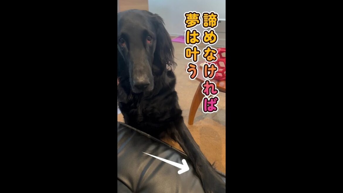 諦めなければ夢は叶う【フラットコーテッドレトリバー】latcoatedretriever
