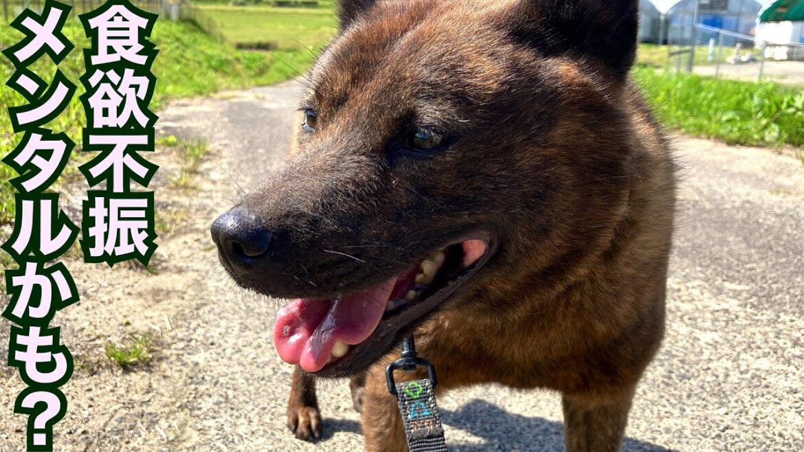 甲斐犬虎雄くん依然食欲不振はメンタルかも？