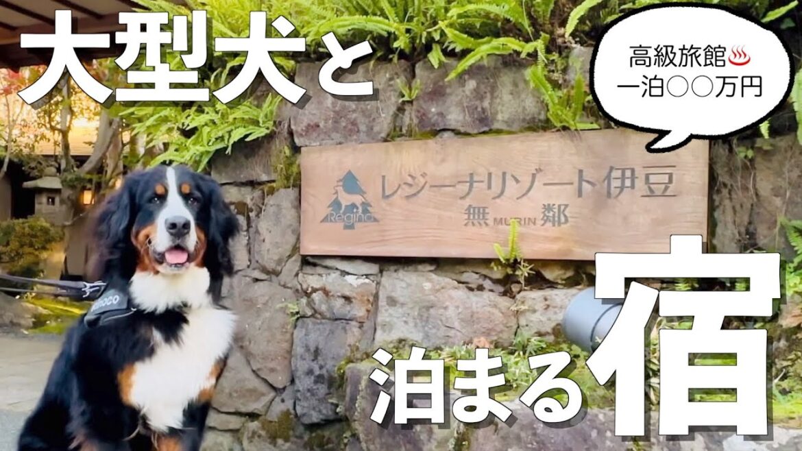 【最高級】バーニーズマウンテンドッグと伊豆の温泉旅館に泊まってきました 【最高級】バーニーズマウンテンドッグと伊豆の温泉旅館に泊まってきました