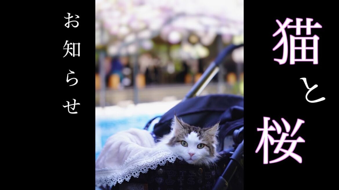 【お知らせがあります】猫と桜 ノルウェージャンフォレストキャット5匹との暮らし 【お知らせがあります】猫と桜 ノルウェージャンフォレストキャット5匹との暮らし