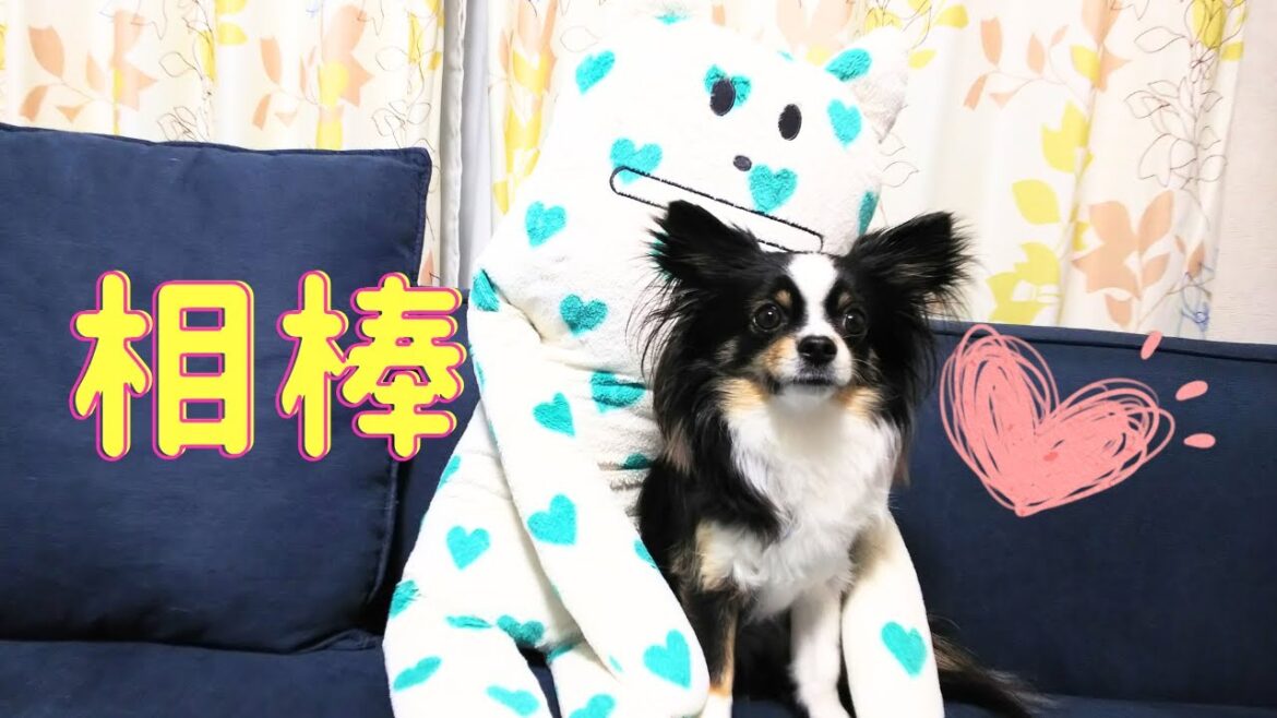 相棒コラットさんと得意技に挑戦したチワワ犬