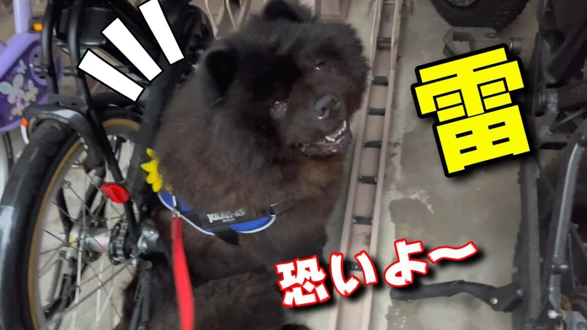 雷恐いよ～と腰を抜かすチャウチャウ