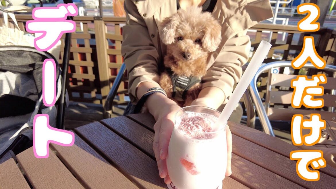 普段お兄さん業を頑張っている愛犬と労りデートしてきました！