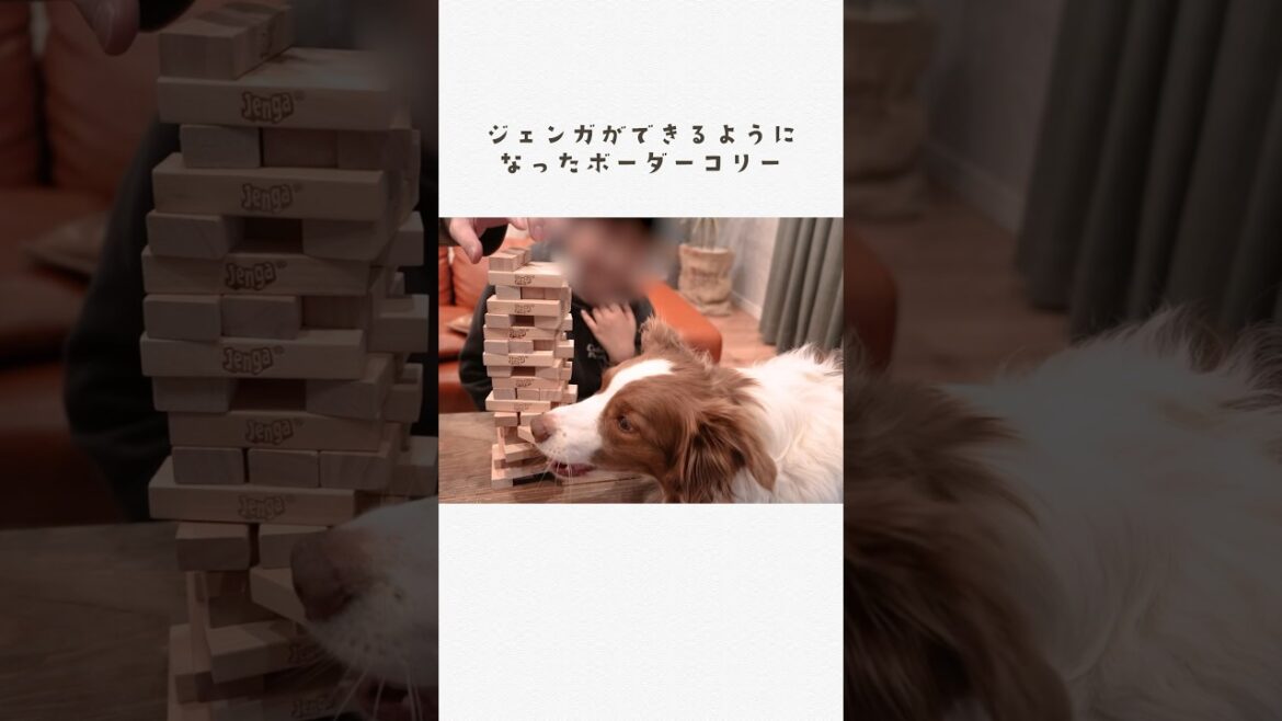 ジェンガができるようになった犬が凄い!!!【ボーダーコリー】 #shorts ジェンガができるようになった犬が凄い!!!【ボーダーコリー】 #shorts