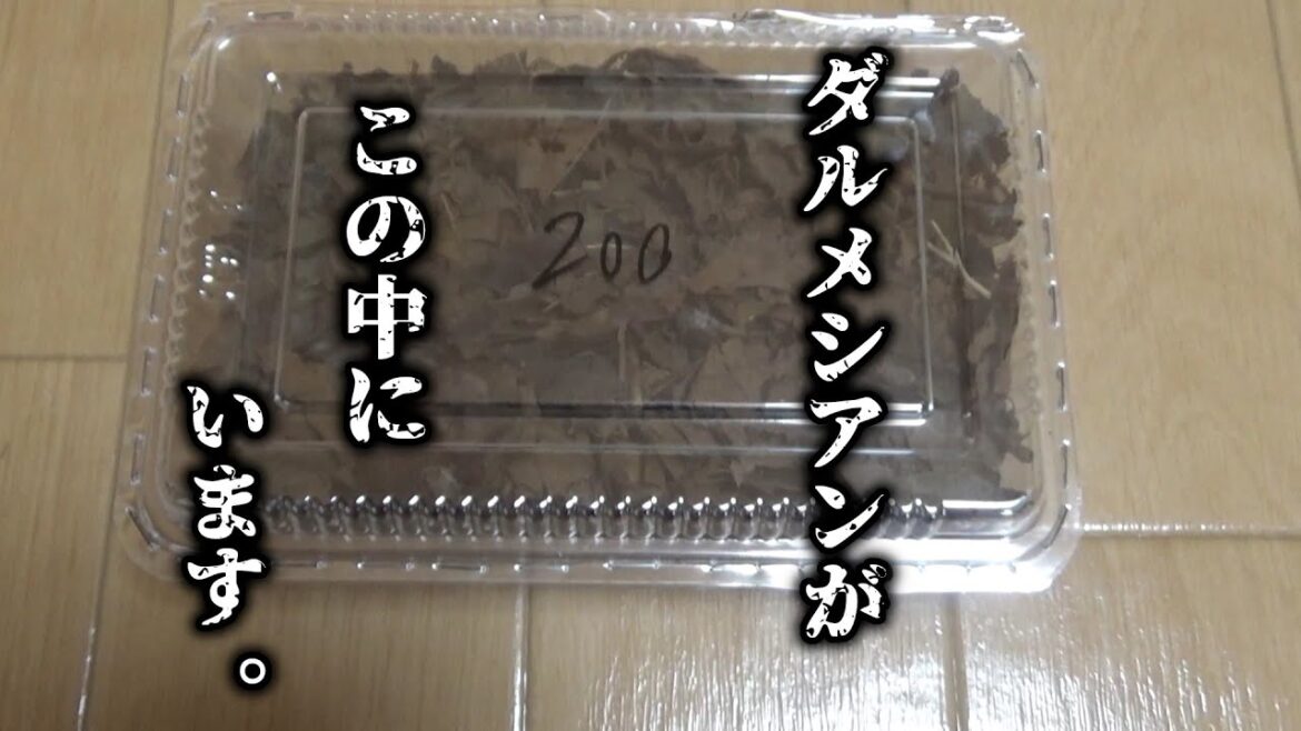 200匹ダルメシアンちゃん！