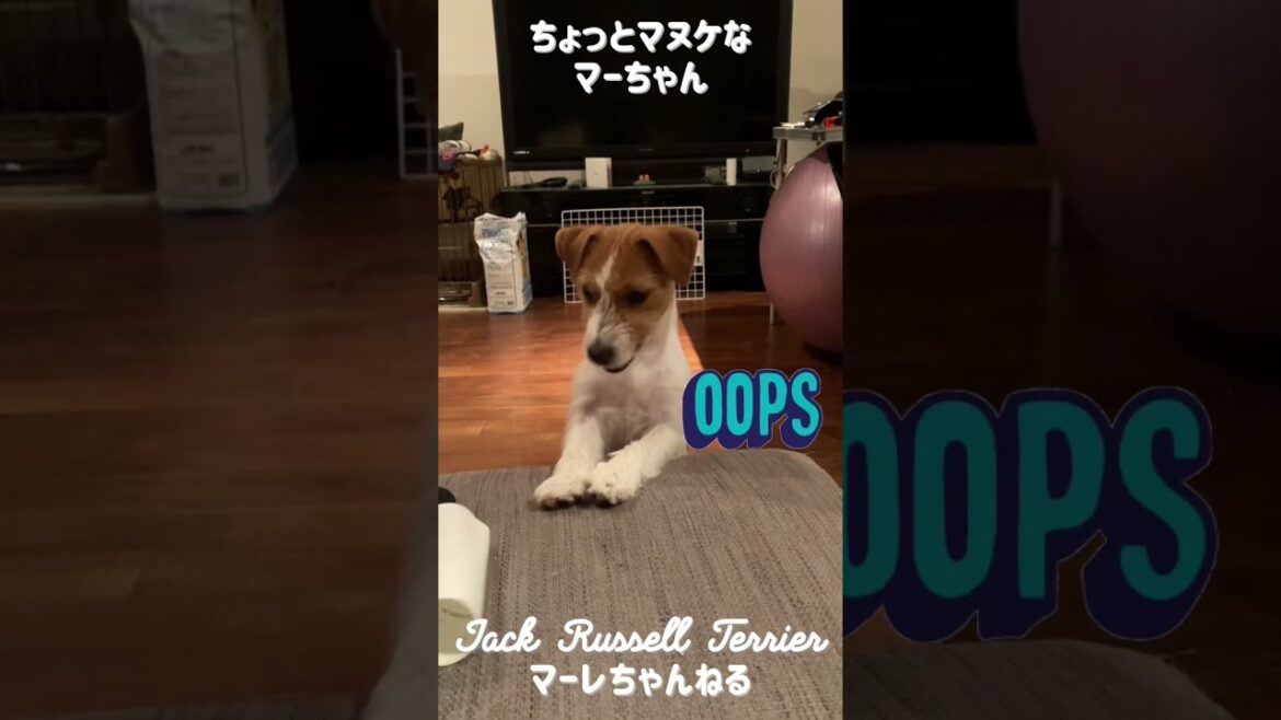 【おマヌケまーちゃん】ジャックラッセルテリアの女の子マーレ　子犬 Jack Russell Terrier #shorts