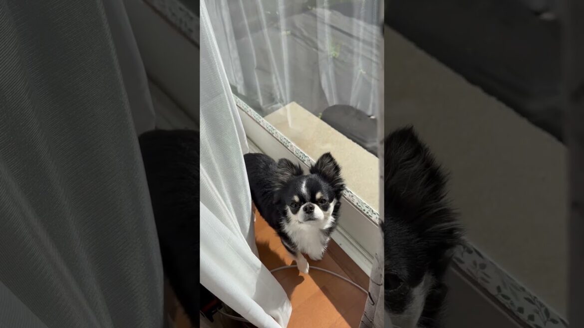 日向ぼっこチワワ☀️ #chihuahua #チワワ #ペット #可愛い #ロングコートチワワ