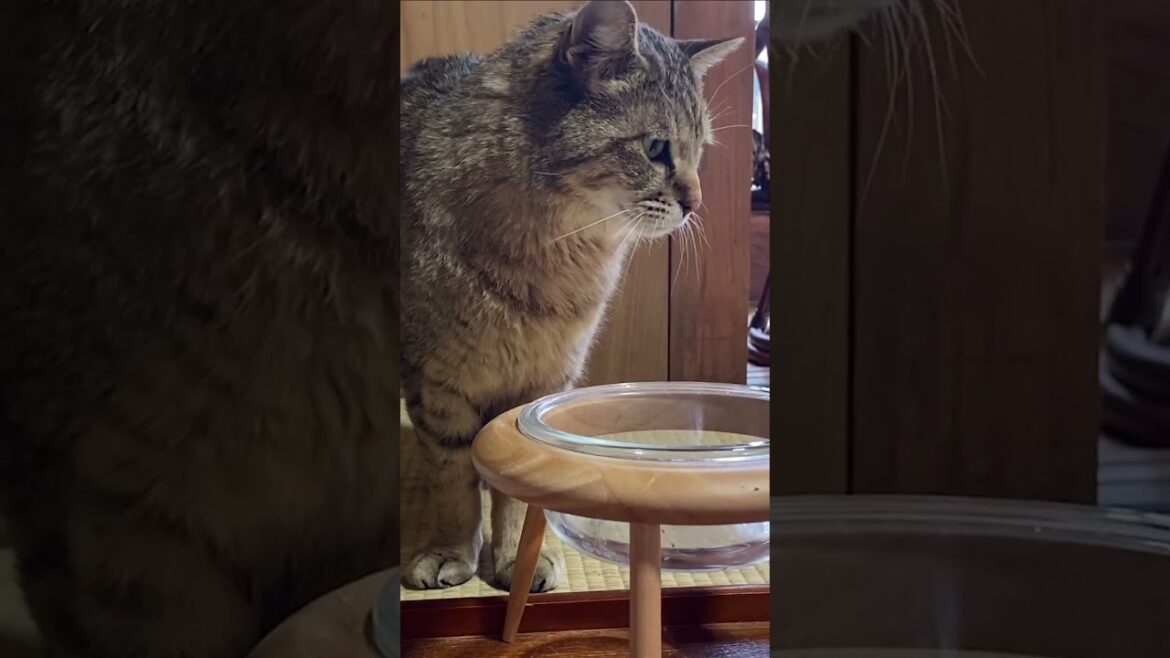 何語？嬉しくて喋りすぎる元野良猫の言葉が…笑 #shorts