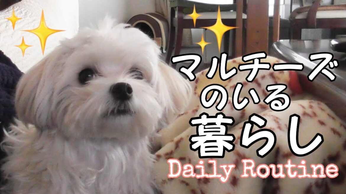 抱っこ犬マルチーズと暮らす毎日｜ステイホーム中のオンラインレッスンで大騒ぎ【Ｖｌｏｇ】