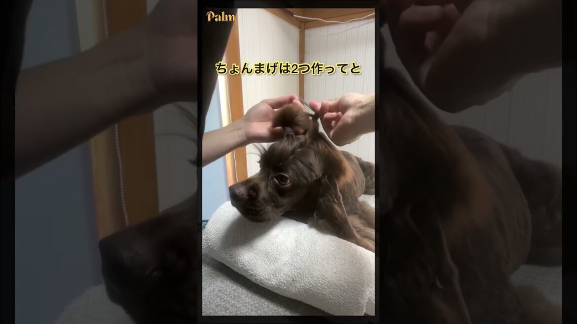 アメリカンコッカーのトリミング#トリミング#shorts #しつけ