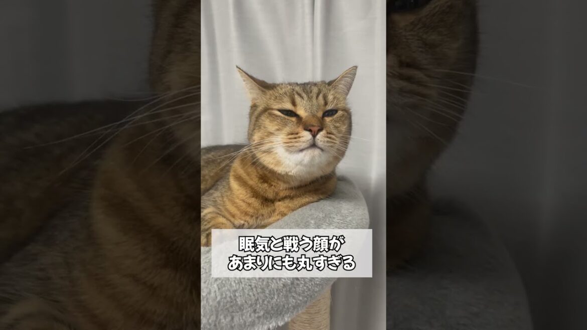 【立証】猫のゲップがこの世で1番癒される説…　#shorts