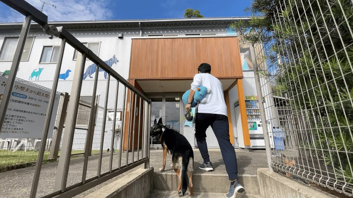 【神対応】警察犬訓練所のペットホテルを利用したら、こんな感じ！【ジャーマンシェパード】